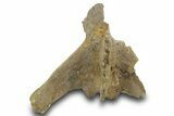 Hadrosaur (Edmontosaurus?) Dorsal Vertebral Arch - Wyoming #377965-3